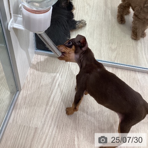 ミニチュア・ピンシャーの写真