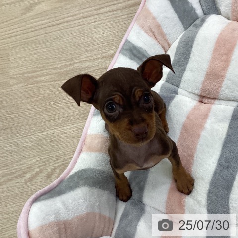 ミニチュア・ピンシャーの写真
