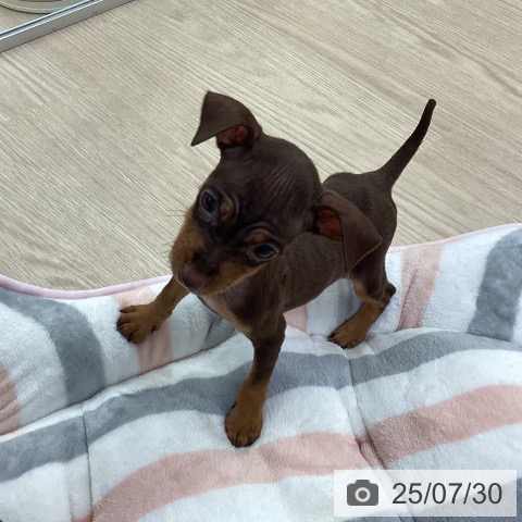 ミニチュア・ピンシャーの写真