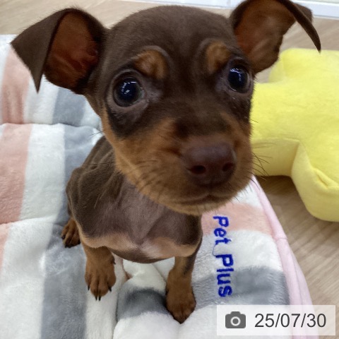 ミニチュア・ピンシャーの写真