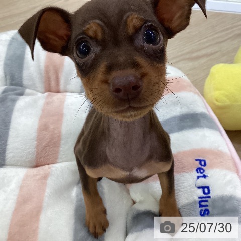 ミニチュア・ピンシャーの写真