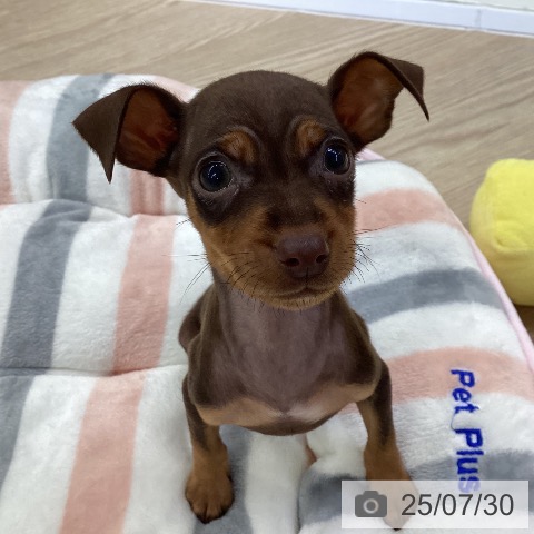 ミニチュア・ピンシャーの写真