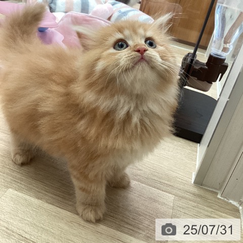 マンチカンの写真