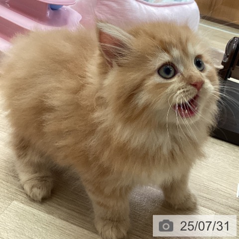 マンチカンの写真
