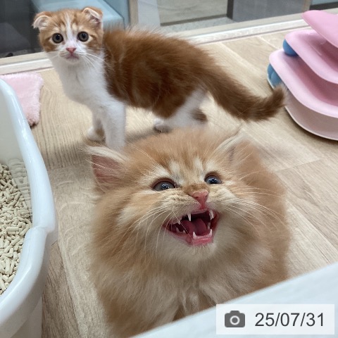 マンチカンの写真