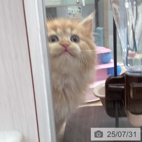 マンチカンの写真