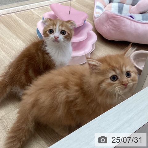 マンチカンの写真