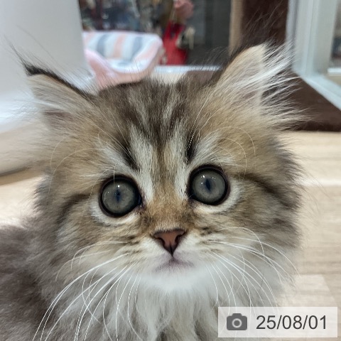 マンチカンの写真