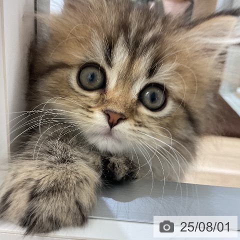 マンチカンの写真