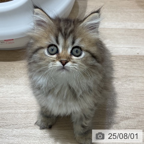 マンチカンの写真