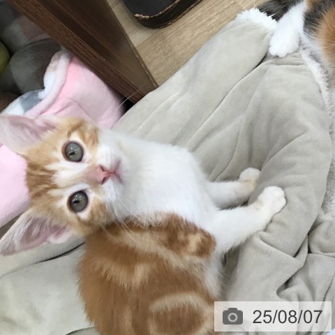スコティッシュフォールドの写真