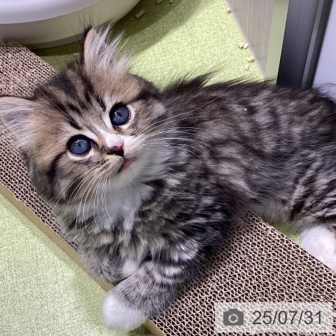 スコティッシュフォールドの写真