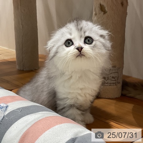スコティッシュフォールドの写真