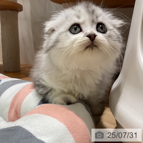 スコティッシュフォールドの写真