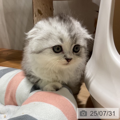 スコティッシュフォールドの写真