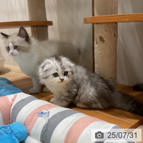 スコティッシュフォールドの写真