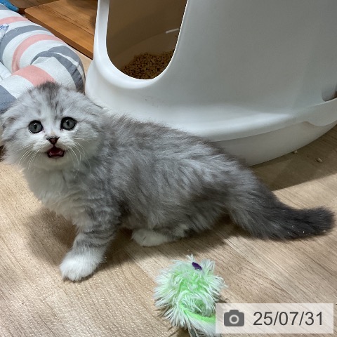 スコティッシュフォールドの写真