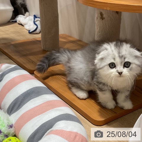 スコティッシュフォールドの写真
