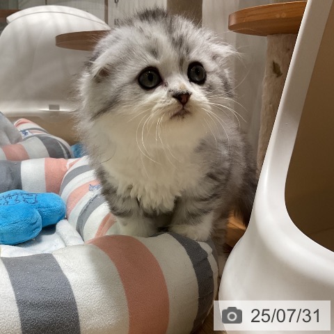 スコティッシュフォールドの写真