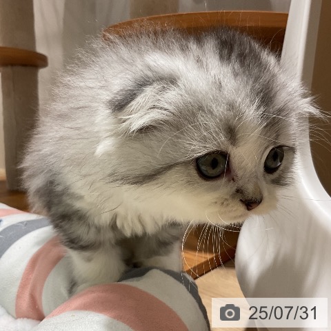 スコティッシュフォールドの写真