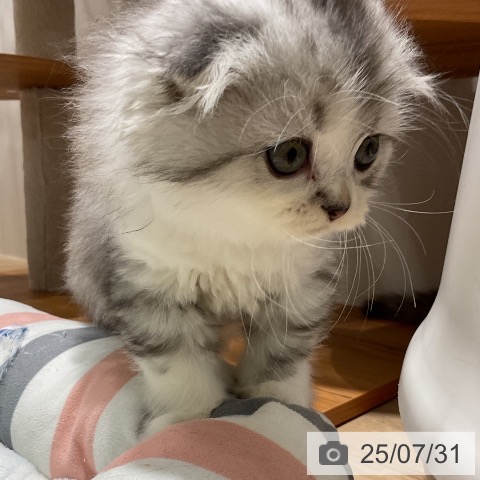 スコティッシュフォールドの写真