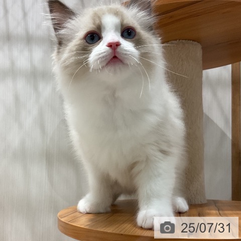 ラグドールの写真