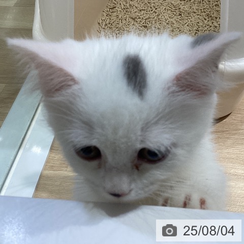 マンチカンの写真