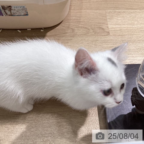 マンチカンの写真