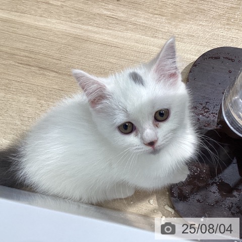 マンチカンの写真