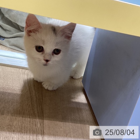 マンチカンの写真