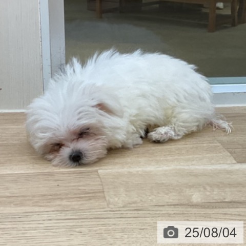 マルチーズの写真