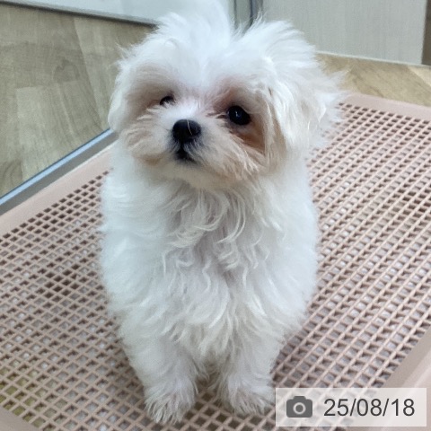 マルチーズの写真