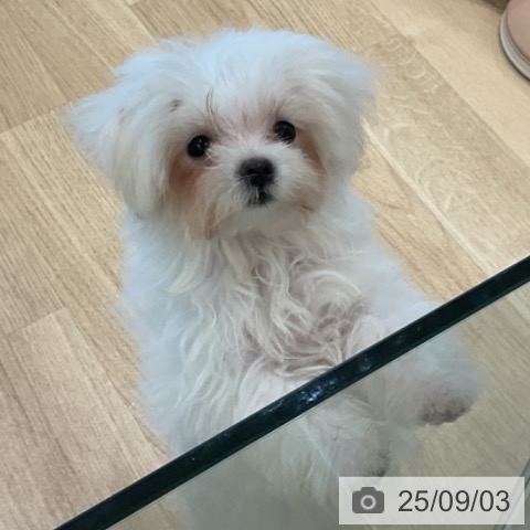 マルチーズの写真