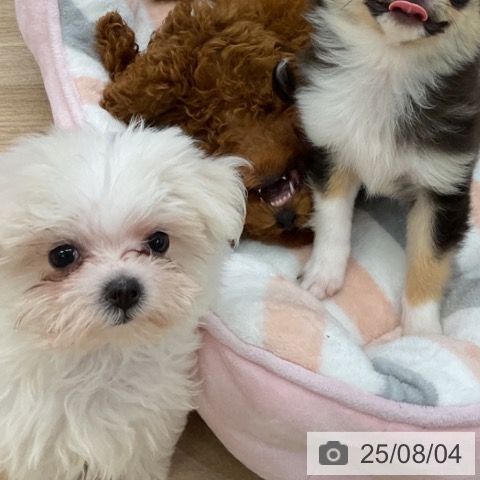 マルチーズの写真