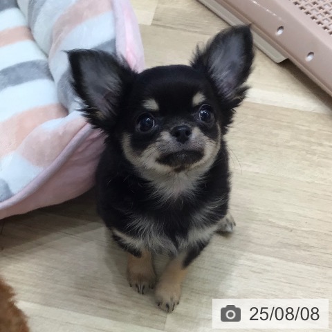 チワワの写真