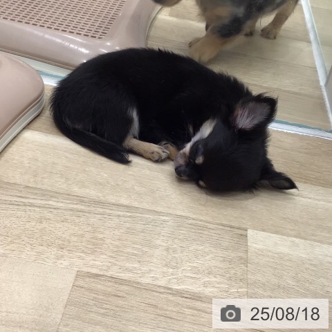 チワワの写真