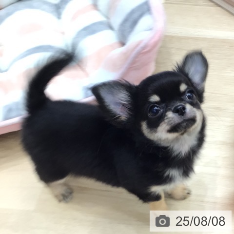 チワワの写真