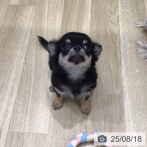 チワワの写真