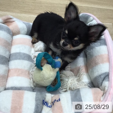 チワワの写真