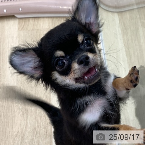 チワワの写真