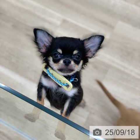 チワワの写真