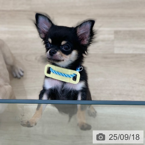 チワワの写真