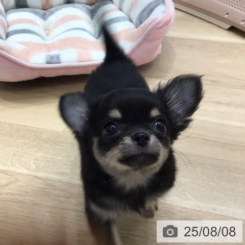 チワワの写真
