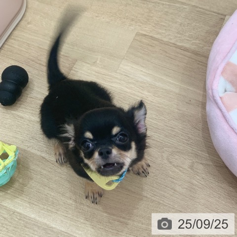 チワワの写真