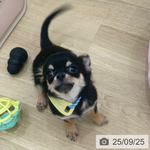 チワワの写真