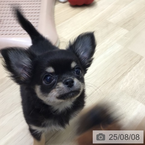 チワワの写真