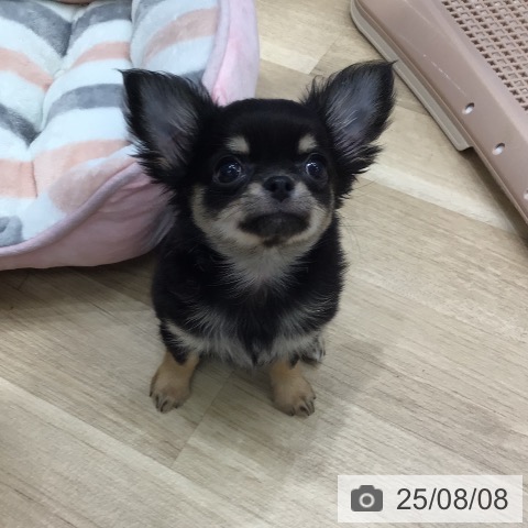 チワワの写真