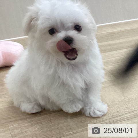 マルチーズの写真