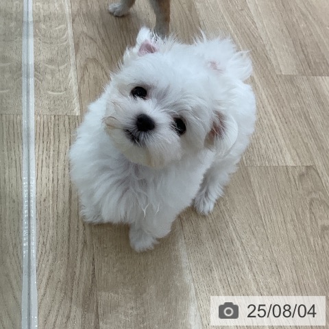 マルチーズの写真