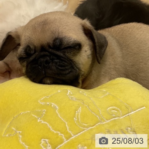 パグの写真